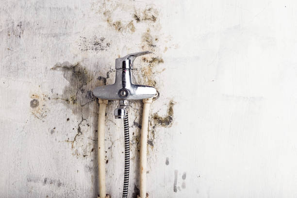 Trusted Lakeland Highlands, FL Mold Removal Experts