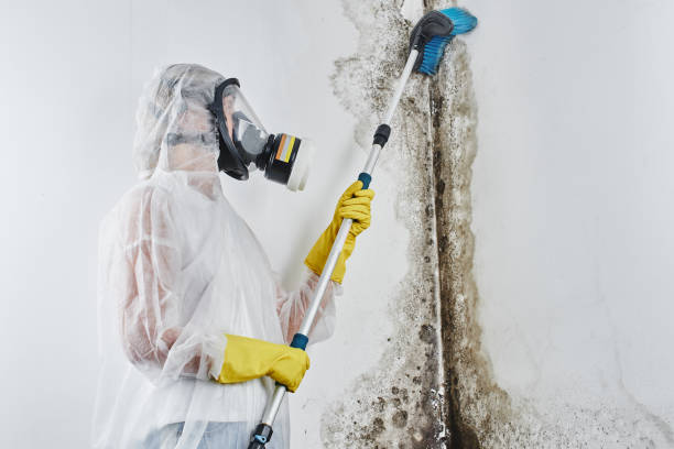 Best Toxic Mold Removal  in Lakeland Highlands, FL