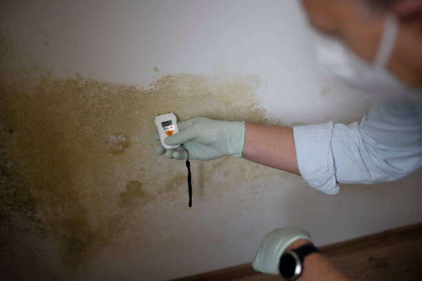 Mold Removal and Inspection in Lakeland Highlands, FL