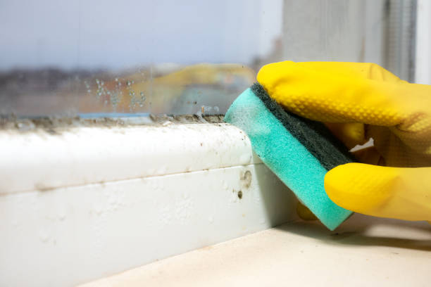 Best Attic Mold Removal  in Lakeland Highlands, FL
