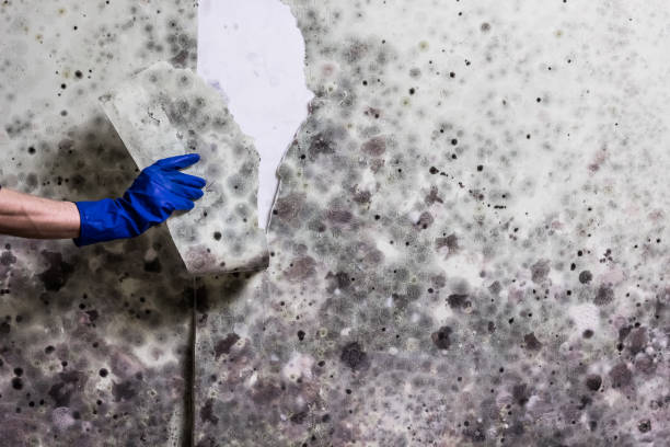 Best Local Mold Removal Service  in Lakeland Highlands, FL